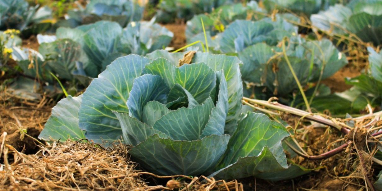 Blog article 551 food sustainability