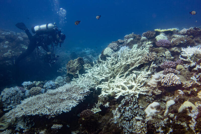 Corals in danger 1