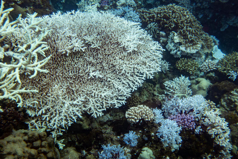 Corals in danger 3