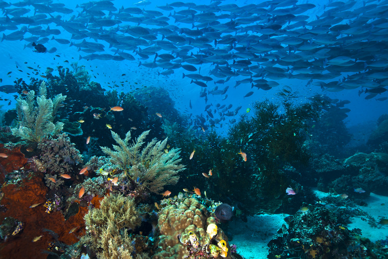 Corals in danger 4