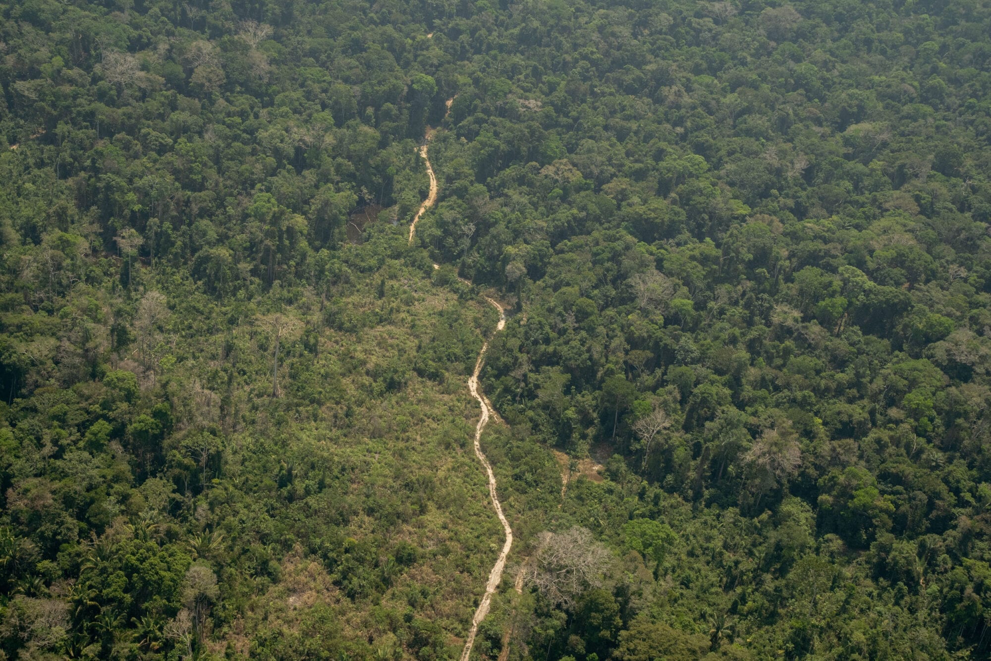 Indigenous against deforestation 13