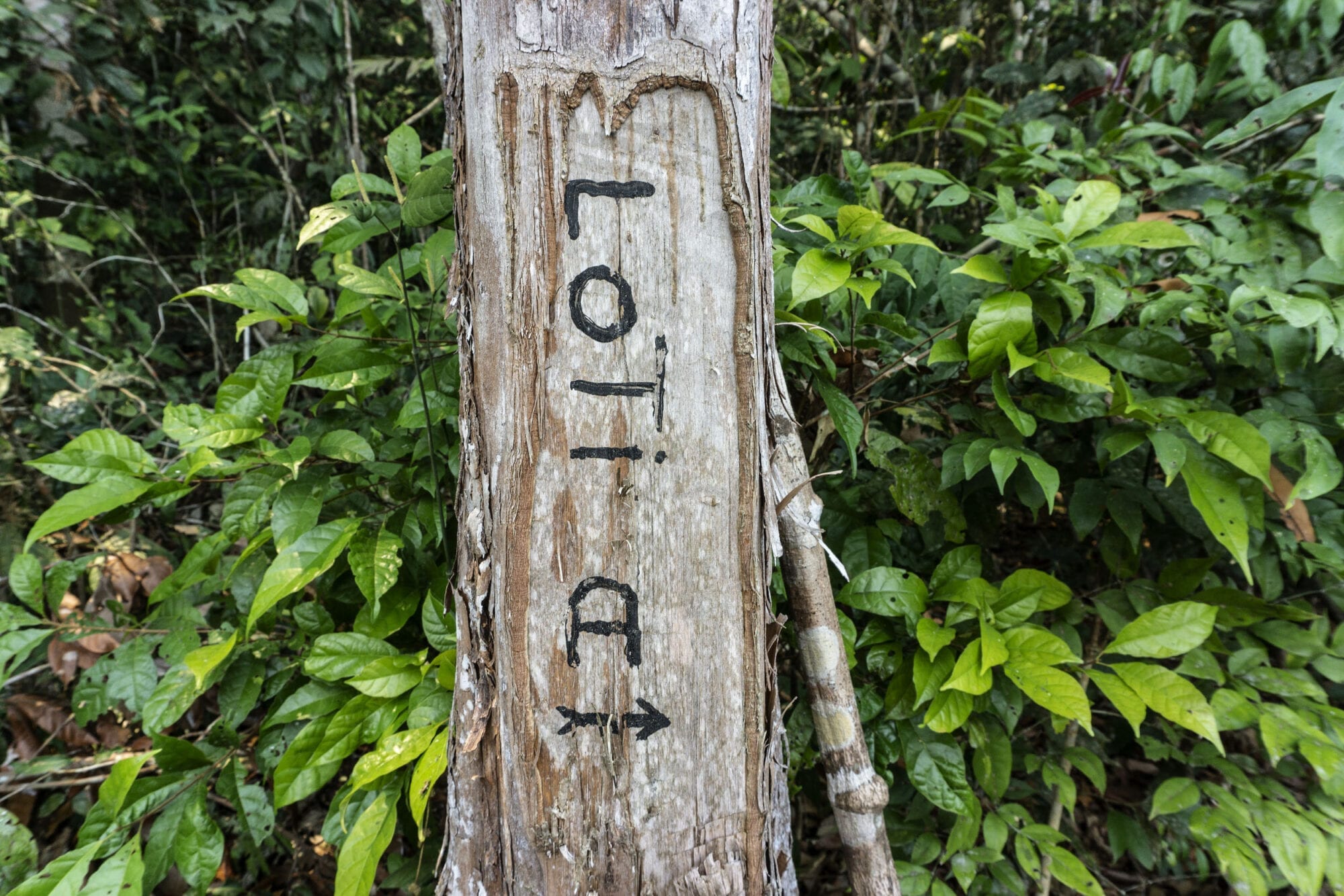 Indigenous against deforestation 14