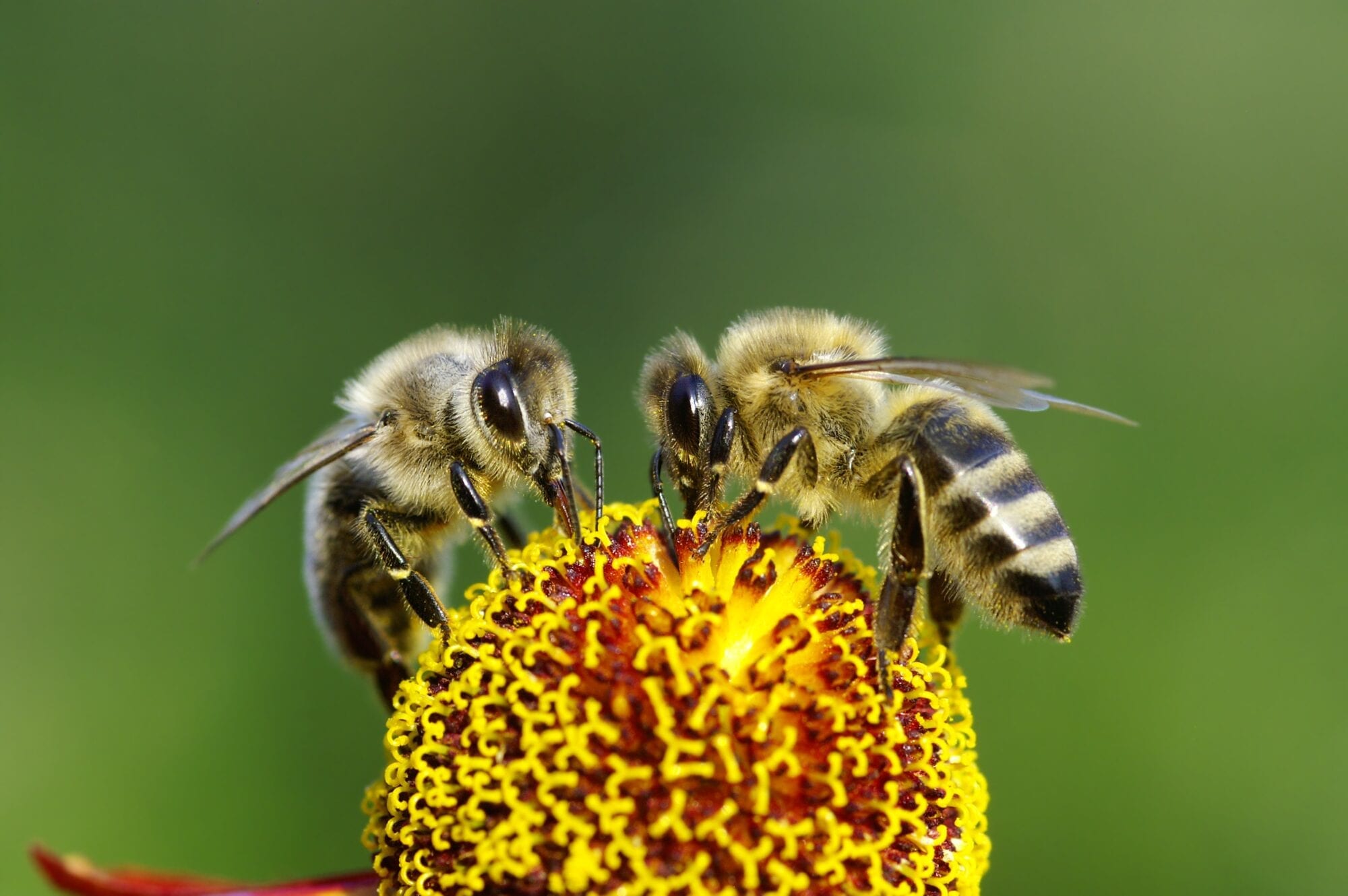 bee killing pesticide