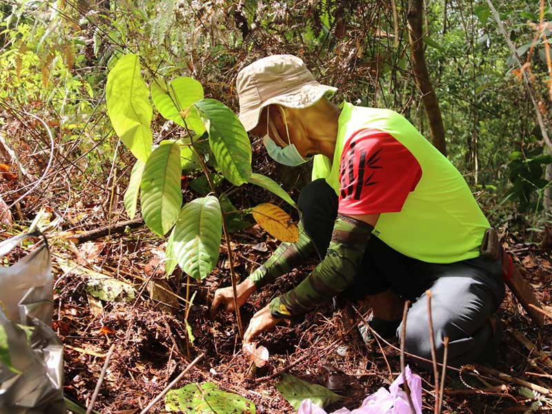 planting tree jagoi 1