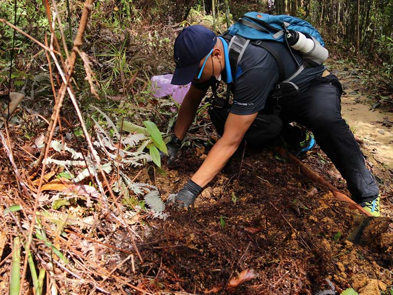 planting tree jagoi 2