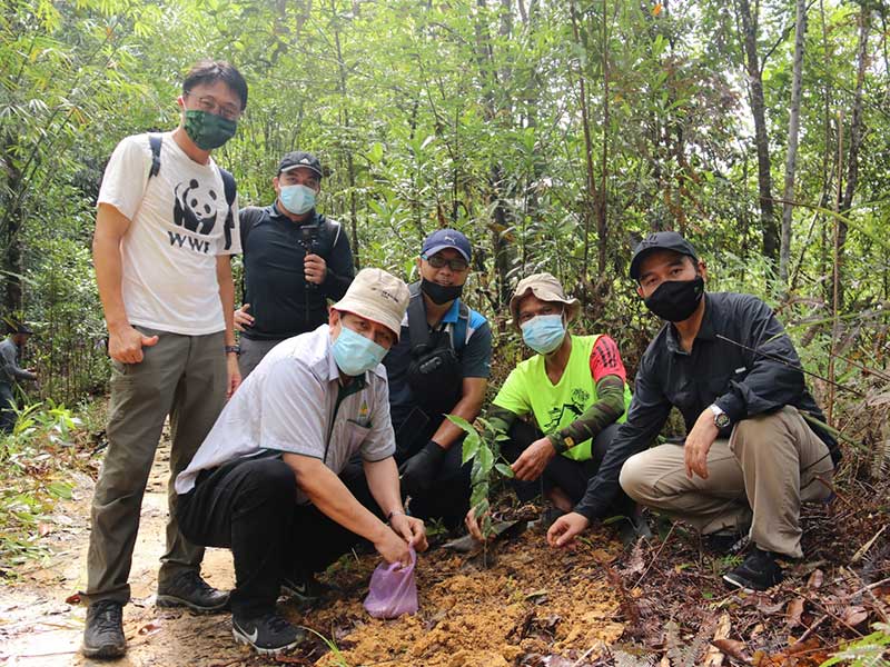 planting tree jagoi 5