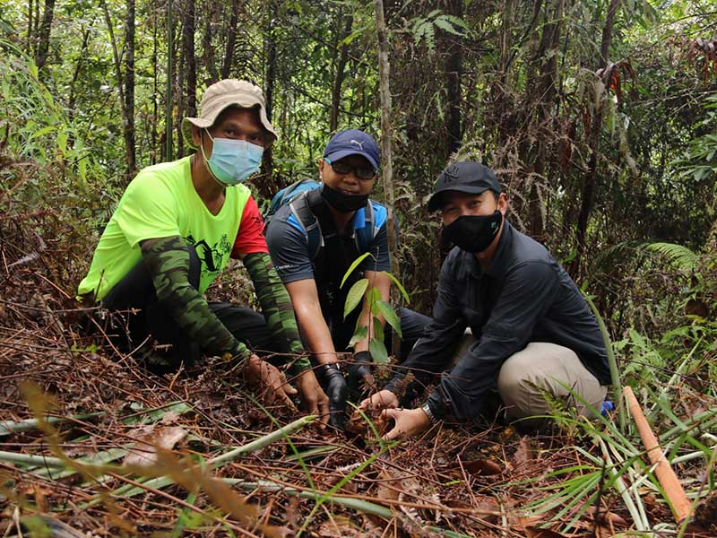 planting tree jagoi 6