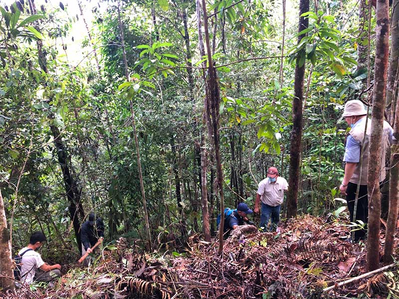 planting tree jagoi 7