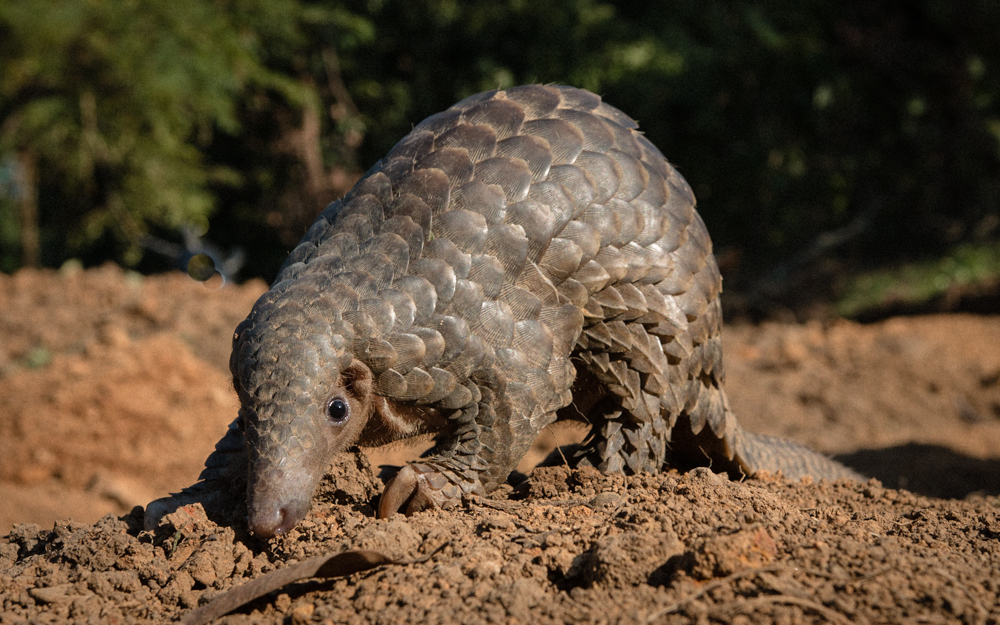 protection animal 1